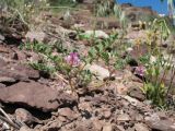 Astragalus psiloglottis