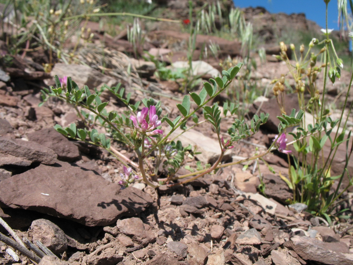 Изображение особи Astragalus psiloglottis.