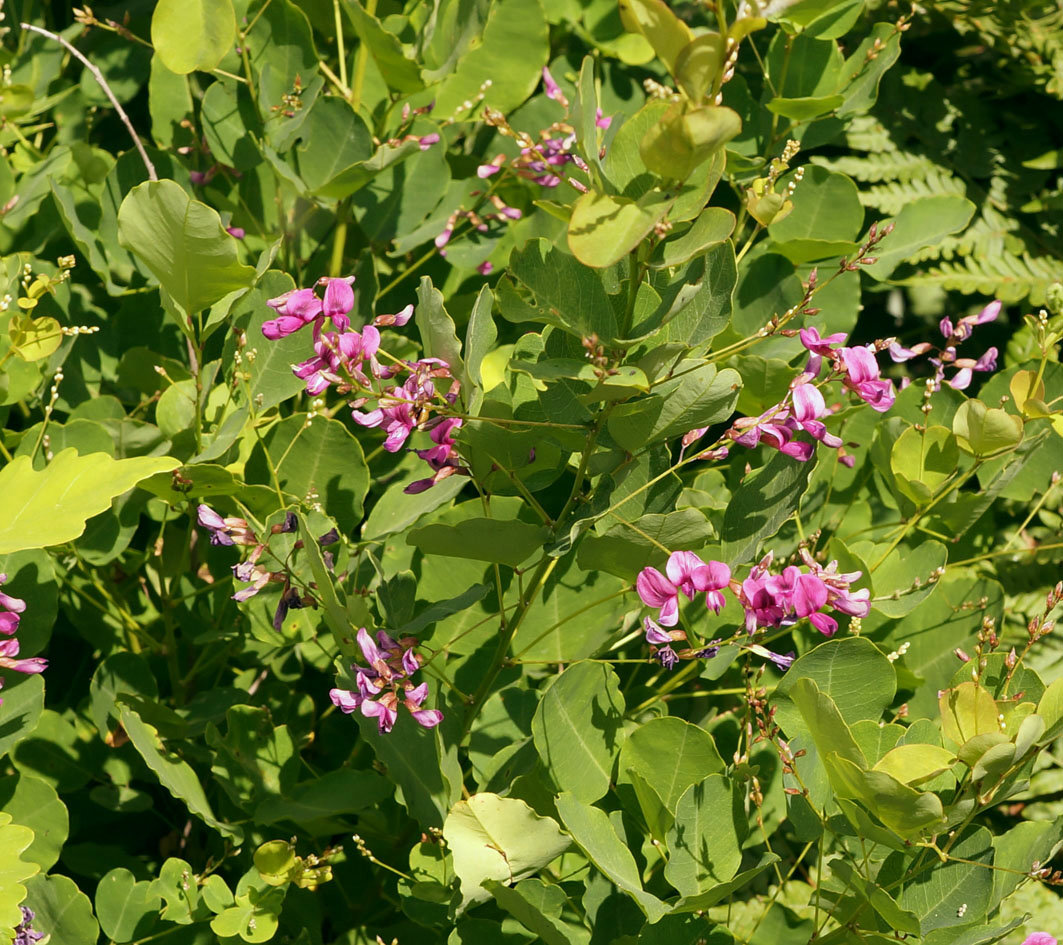 Image of Lespedeza bicolor specimen.