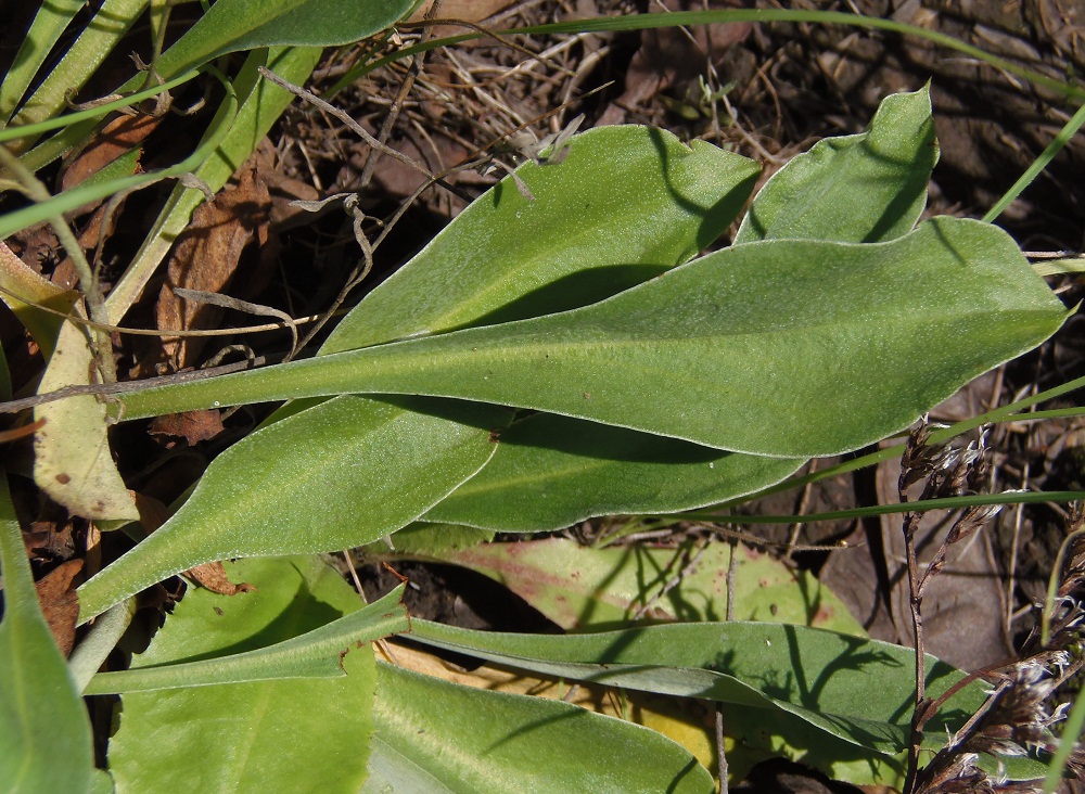 Image of Goniolimon tataricum specimen.