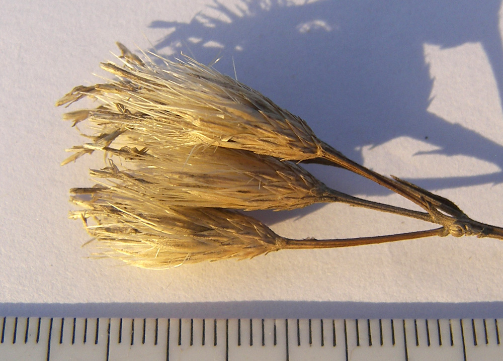 Image of Jurinea multiflora specimen.