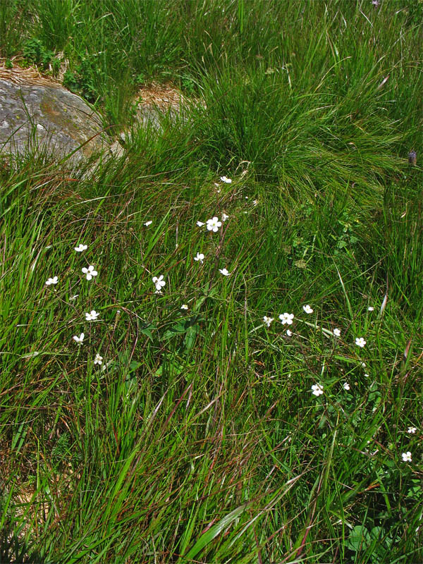 Image of Ranunculus platanifolius specimen.