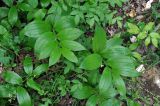 Polygonatum hirtum