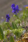 genus Aconitum. Цветущее растение. Восточный Саян, хр. Большой Саян, басс. р. Тисса, горный луг. 20.07.2015.