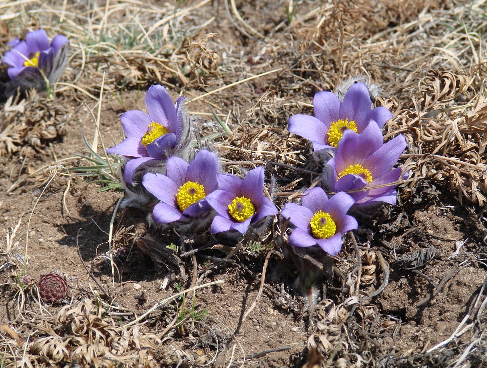 Изображение особи Pulsatilla turczaninovii.