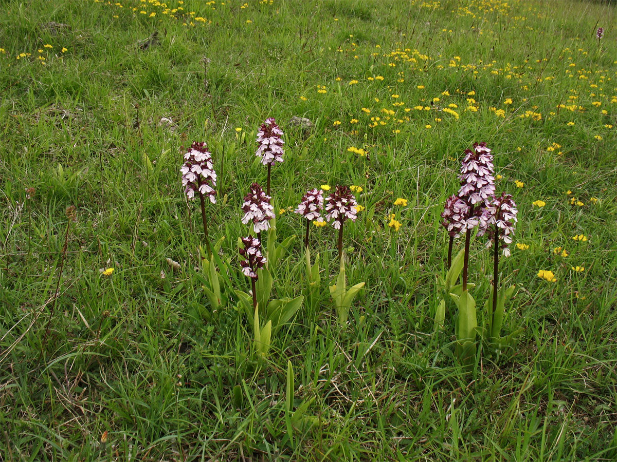 Изображение особи Orchis purpurea.