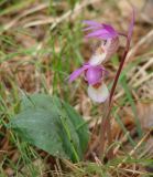 Calypso bulbosa