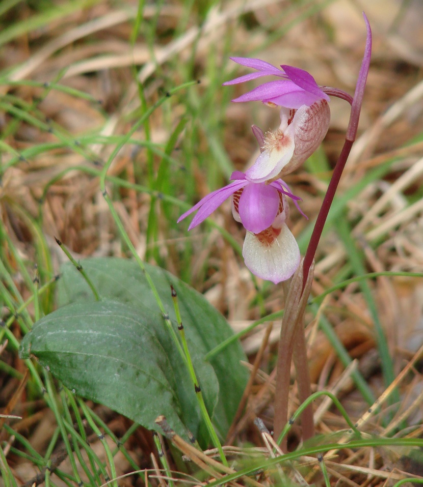 Изображение особи Calypso bulbosa.