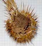 Image of taxon representative. Author is Анна Малыхина