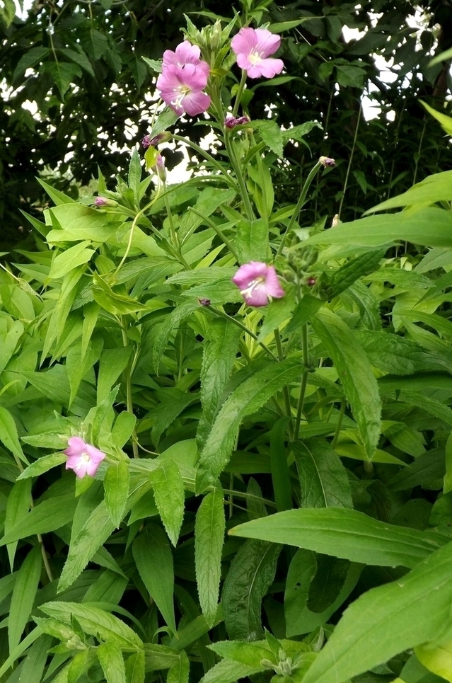 Изображение особи Epilobium hirsutum.