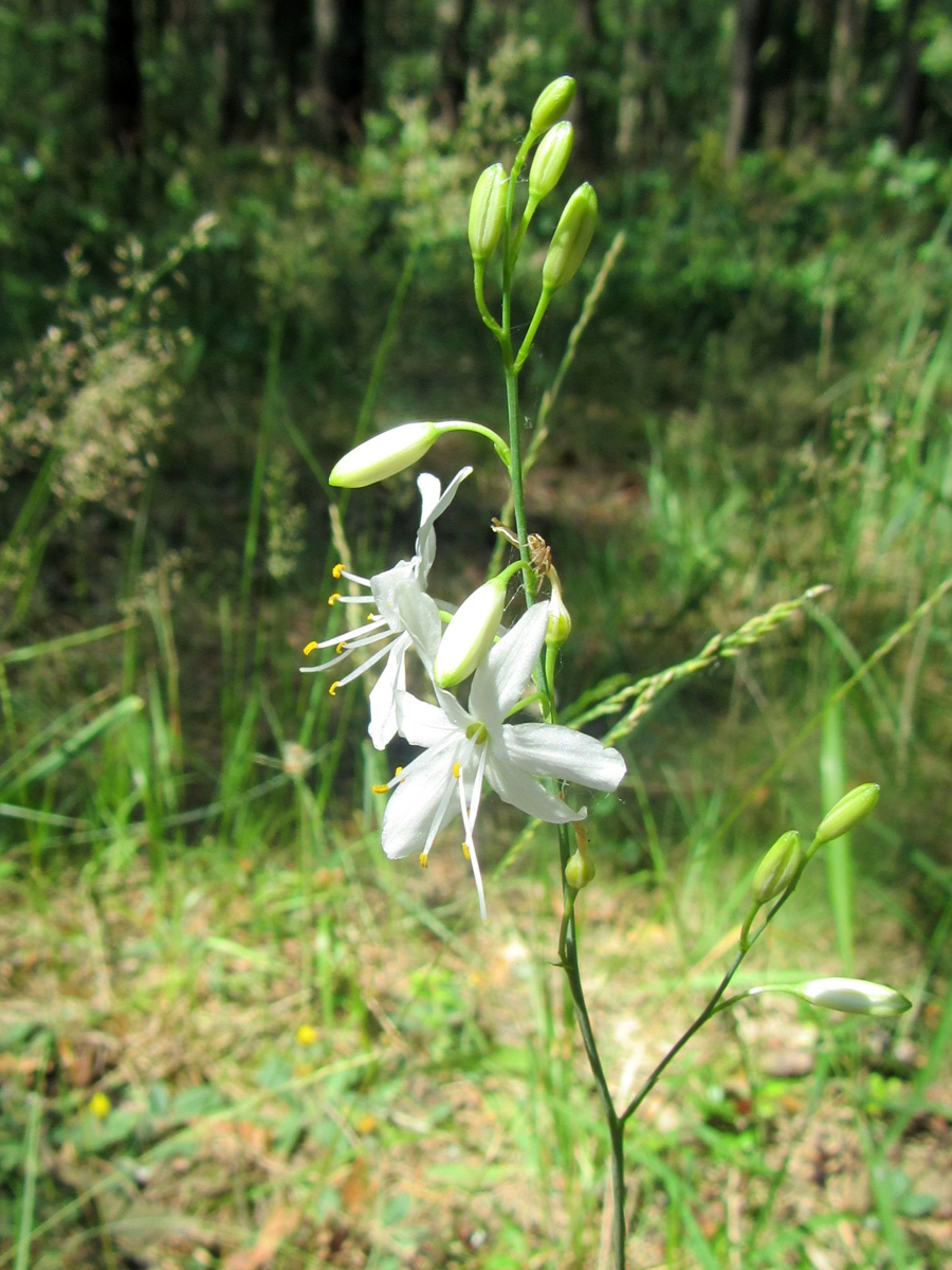 Image of Anthericum ramosum specimen.