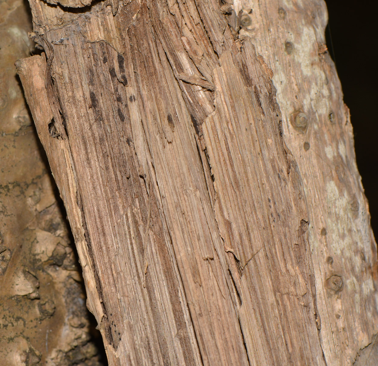 Image of Pandanus tectorius specimen.