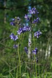 Polemonium chinense. Верхушки цветущих и плодоносящих побегов. Амурская обл., Магдагачинский р-н, окр. пос. Магдагачи, сырой луг вдоль берега водохранилища (р. Горчаки). 29.06.2016.