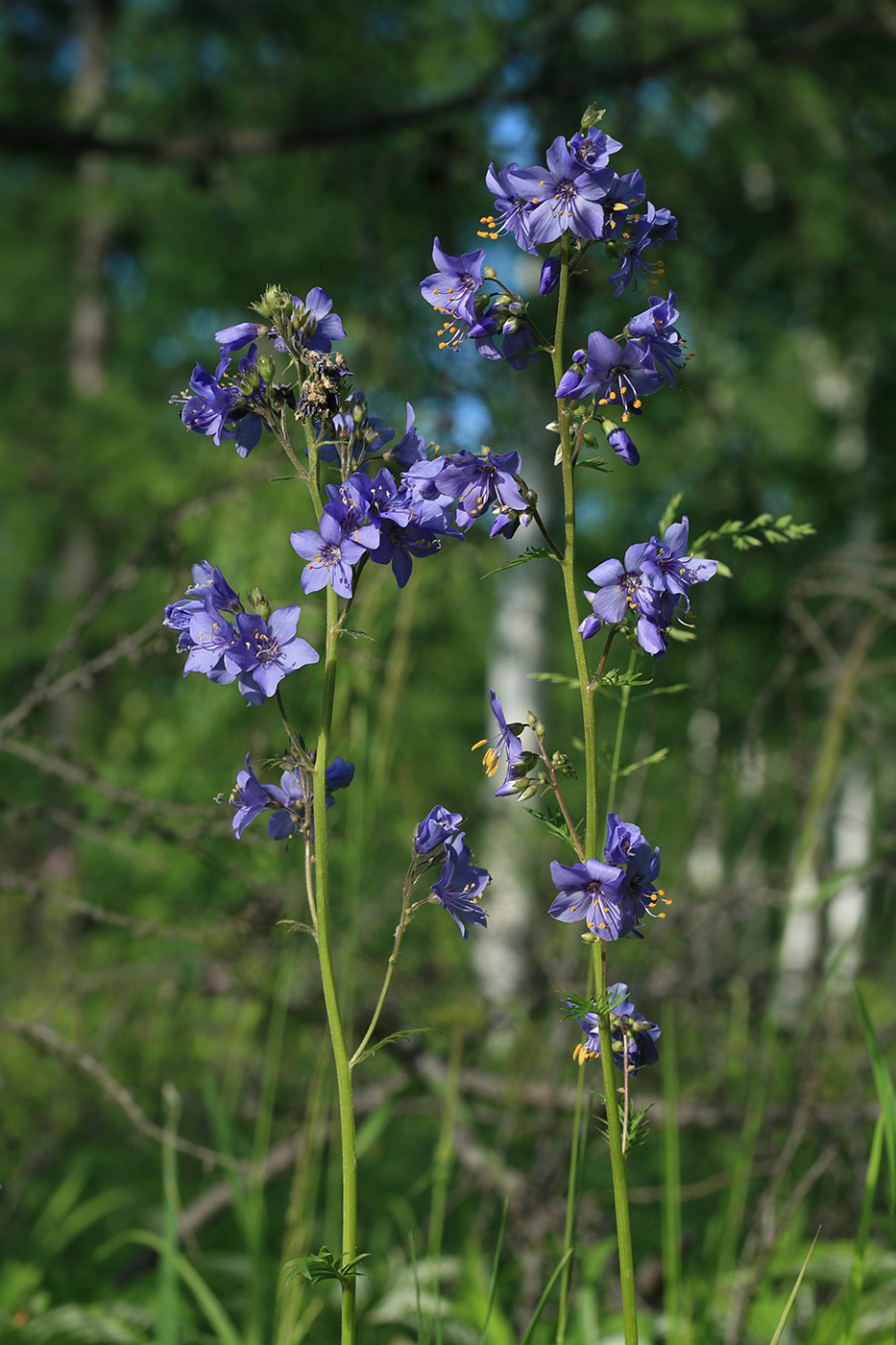 Image of Polemonium chinense specimen.