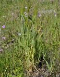 Hordeum vulgare