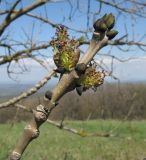 Fraxinus excelsior