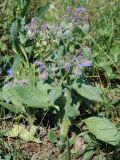 Borago officinalis. Цветущее растение. Московская обл., Истринский р-н, Павловская слобода, окраина залежи. 19.07.2007.