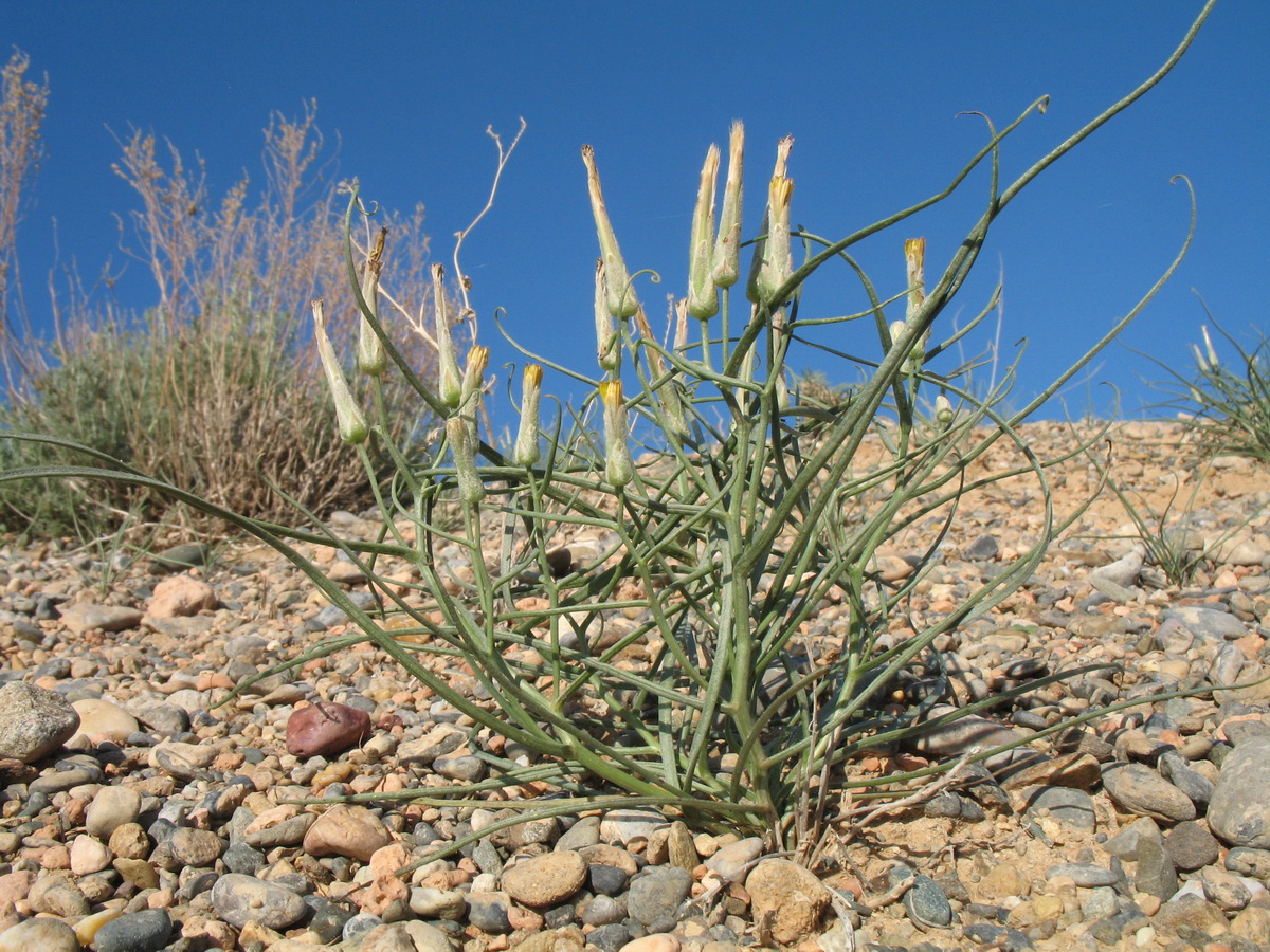 Image of Takhtajaniantha pusilla specimen.