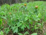 Trollius asiaticus