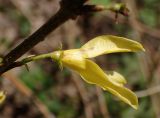 genus Forsythia