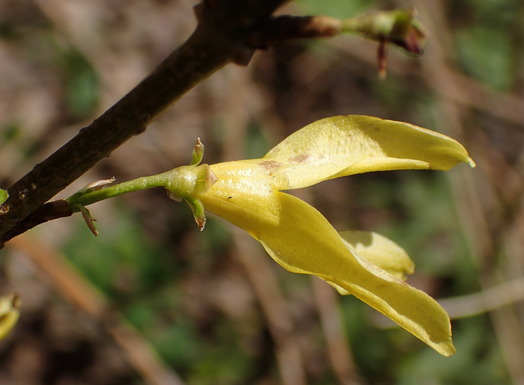 Изображение особи род Forsythia.