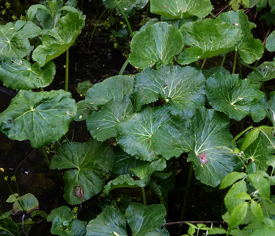 Image of Caltha palustris specimen.