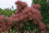 Cotinus coggygria. Плодоносящее растение. Ростовская обл., Волгодонской р-н, Панский лес. 14.06.2016.