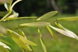 Fraxinus densata