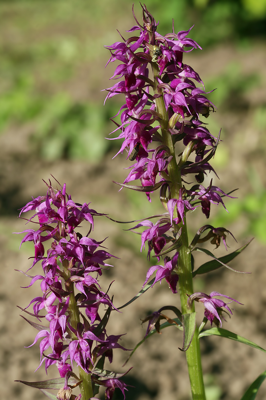 Image of Dactylorhiza aristata specimen.