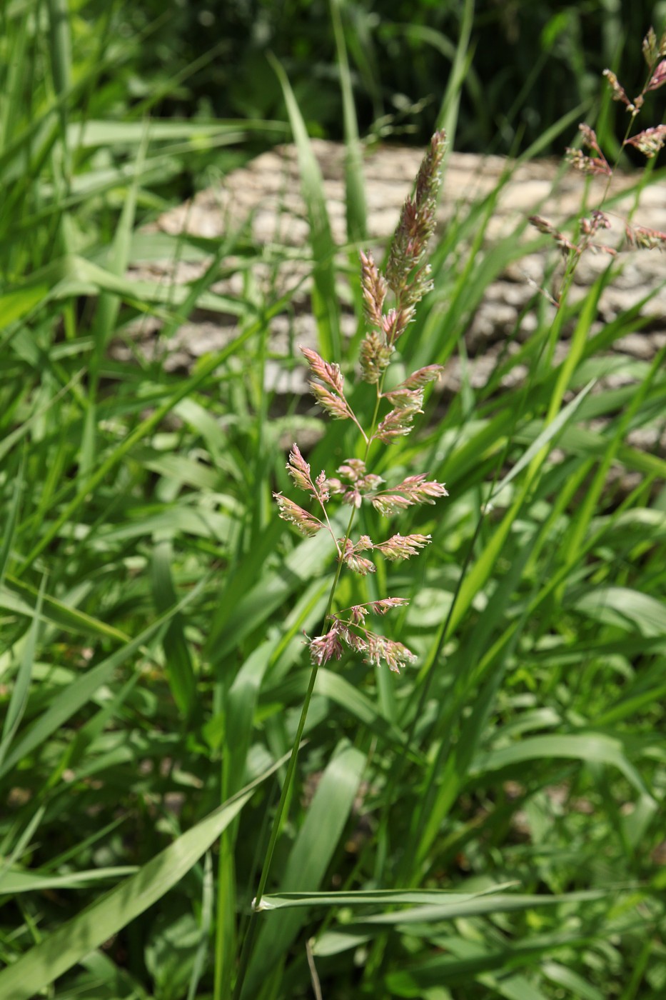 Image of Phalaroides arundinacea specimen.