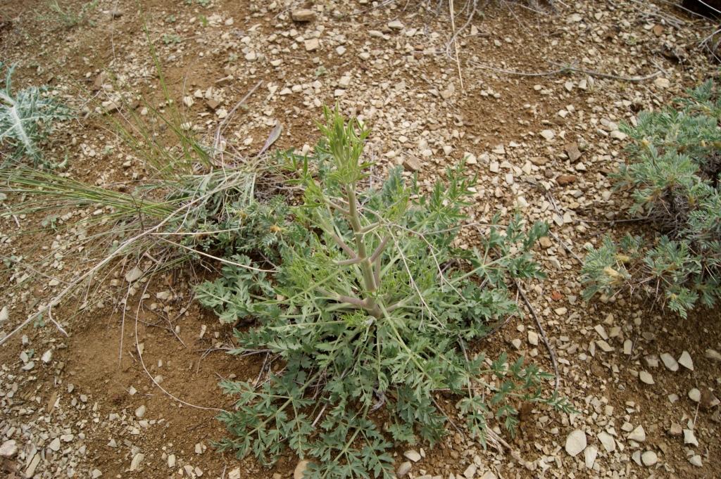 Изображение особи семейство Apiaceae.