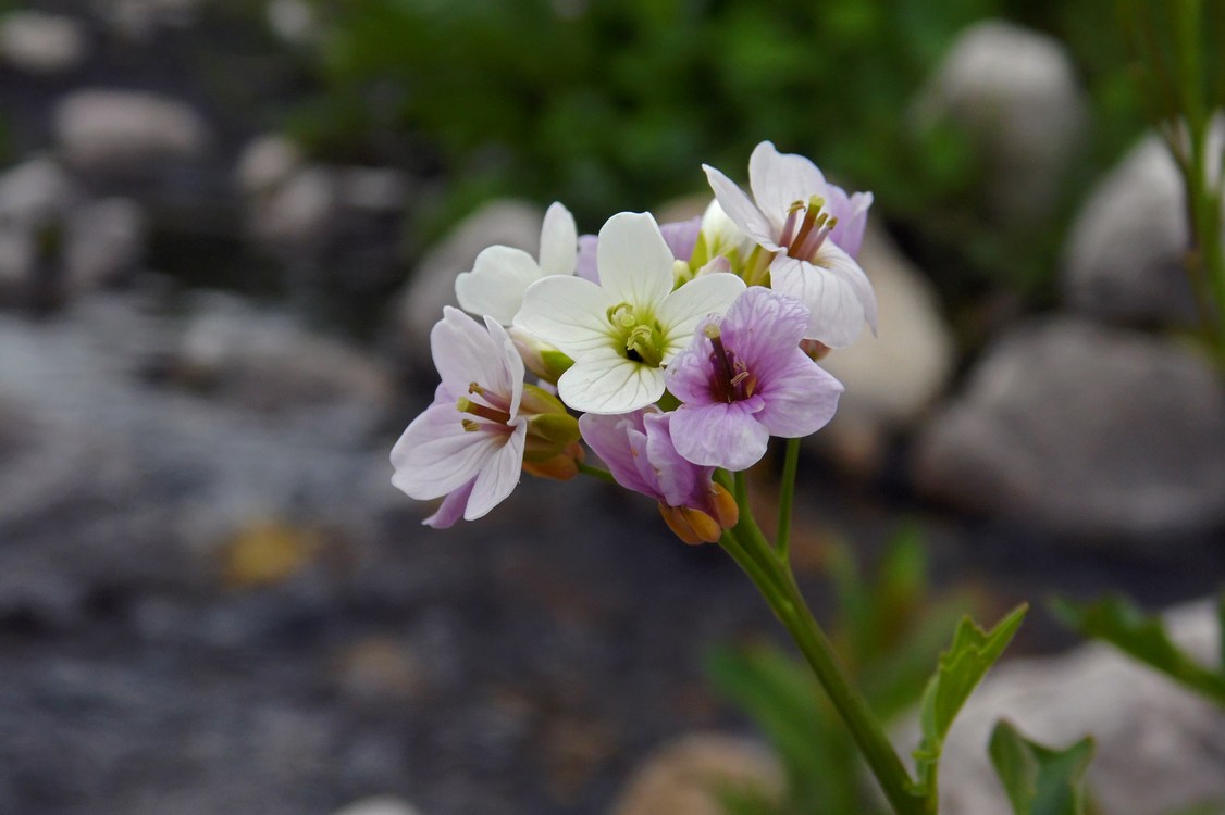 Image of Cardamine uliginosa specimen.