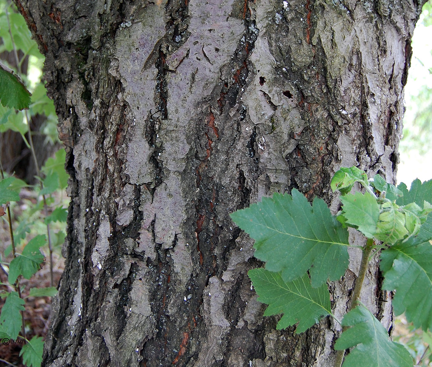 Изображение особи Sorbus intermedia.