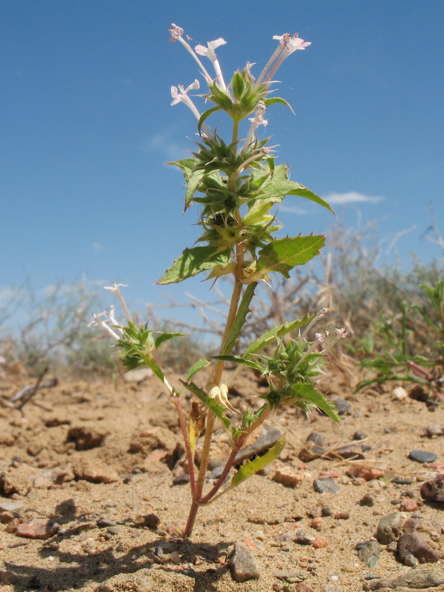 Изображение особи Chamaesphacos ilicifolius.