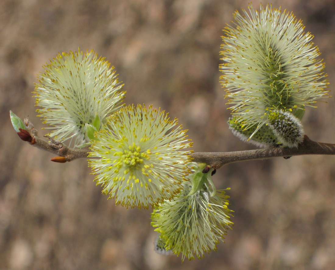 Image of Salix caprea specimen.