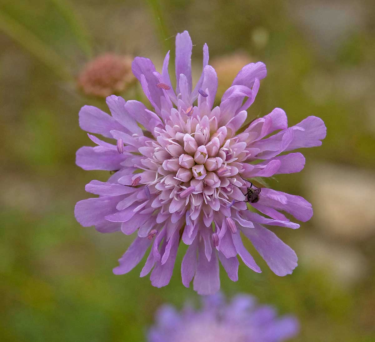 Image of Knautia arvensis specimen.