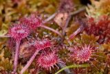 Drosera rotundifolia. Листья с муравьем рода Myrmica. Нижегородская обл., Володарский р-н, окр. озера Светлое-3, отдельная карстовая воронка диаметром около 40 м., верховое сосново-пушицево-кустарничково-сфагновое болото. 02.09.2017.