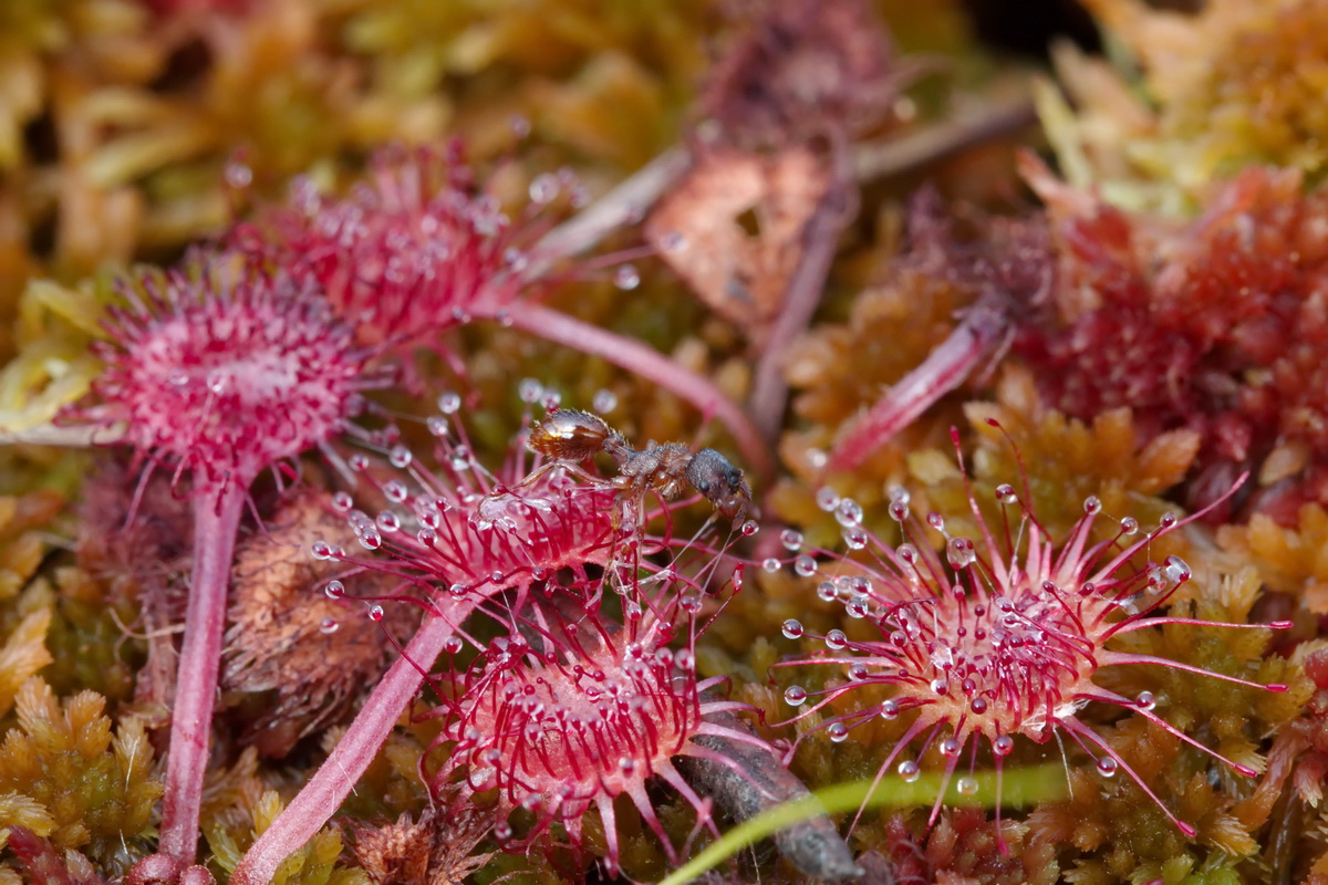 Изображение особи Drosera rotundifolia.