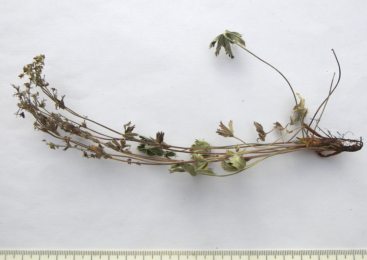 Изображение особи Alchemilla sericea.