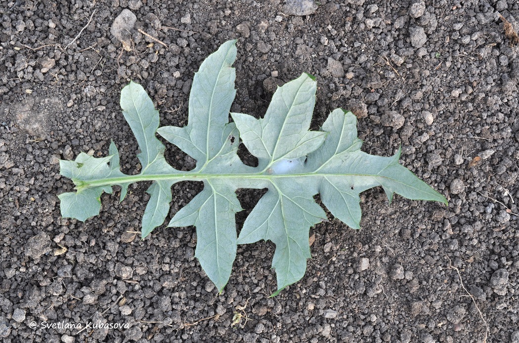 Image of Echinops bannaticus specimen.