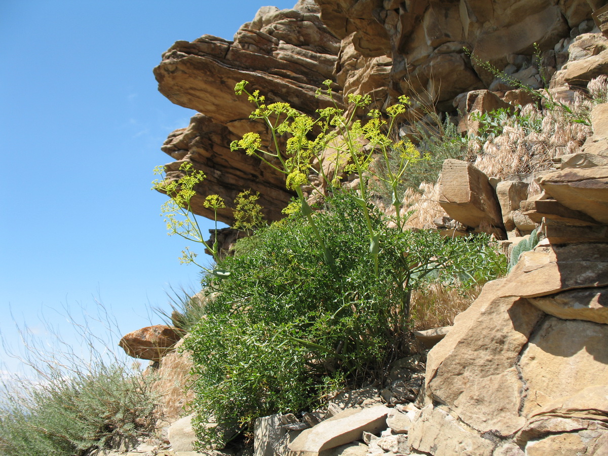 Image of Ferula ovina specimen.