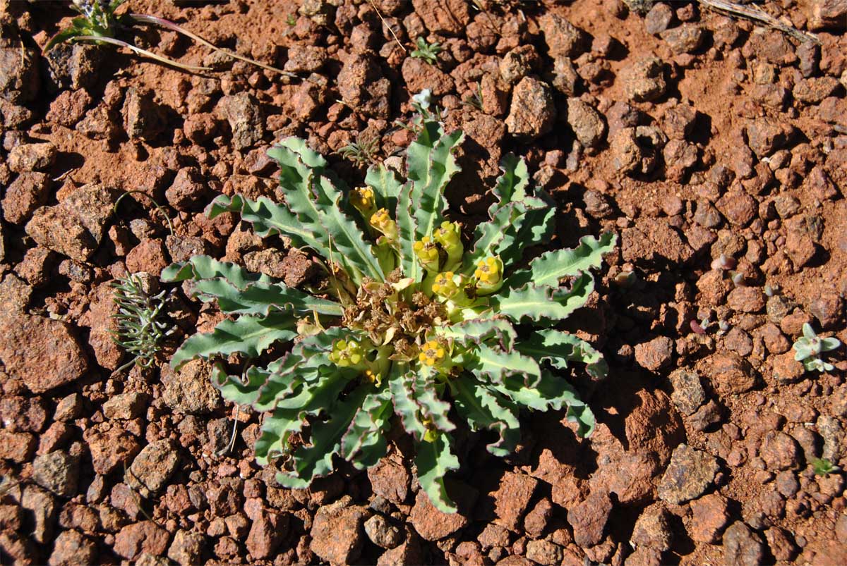 Изображение особи Euphorbia tuberosa.