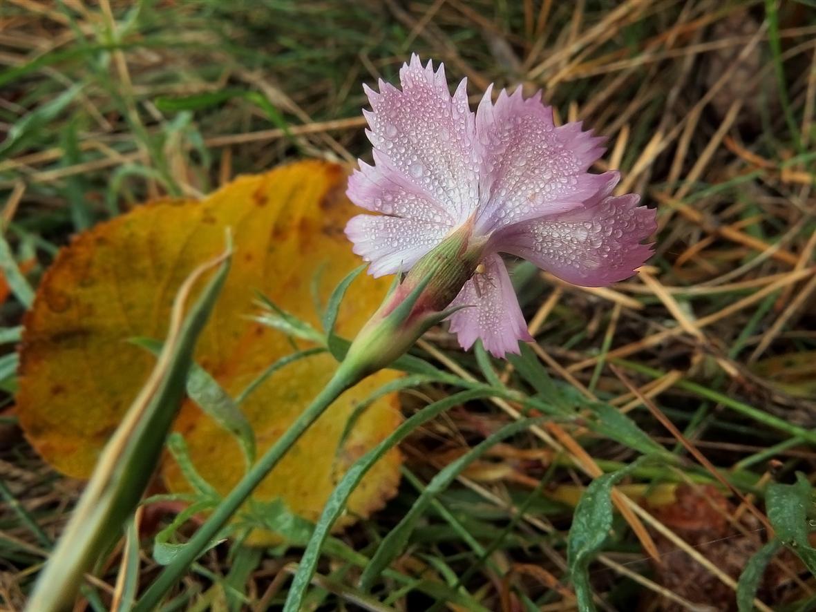 Image of Dianthus pratensis specimen.