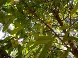 Garcinia xanthochymus