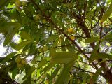 Garcinia xanthochymus. Ветви с созревающими плодами. Австралия, г. Брисбен, ботанический сад. 05.11.2017.