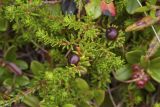 Empetrum subholarcticum