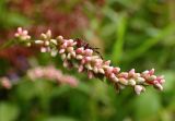 Persicaria minor. Расцветающее соцветие с личинкой клопа-краевика. Тверская обл., Кимрский р-н, окр. дер. Ларцево, заросшая лесная тропа на краю вырубки. 18.08.2017.