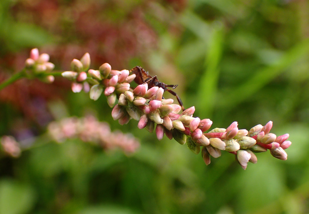 Image of Persicaria minor specimen.