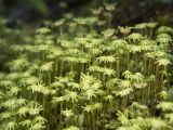 Marchantia polymorpha