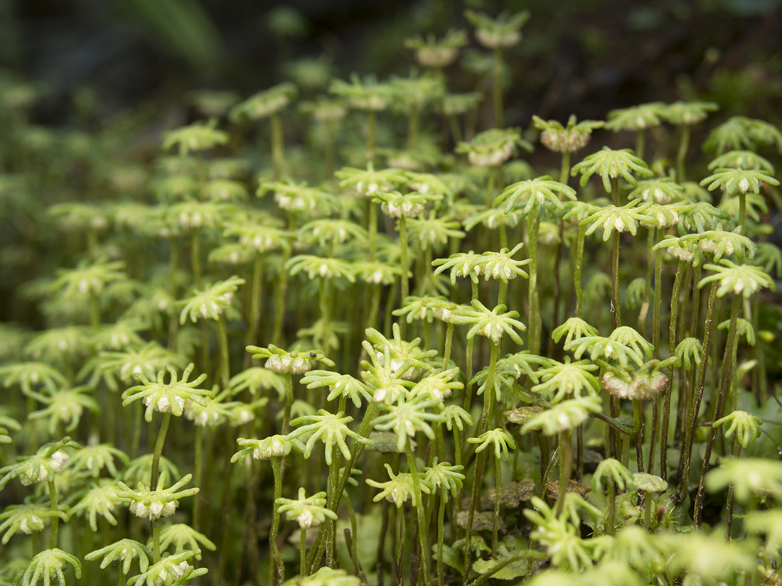 Изображение особи Marchantia polymorpha.